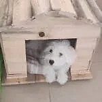 Küçük Irk Ahşap Köpek Kulübesi