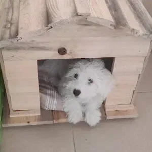 Küçük Irk Ahşap Köpek Kulübesi